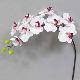 Super Orchid x9 41 inches # White/Purple