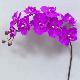 Super Orchid x9 41 inches # N-Dk/PP