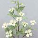 Dogwood Branch w/Dusty lvs 37 inches # Dusty Cream