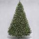 Silver fir 7.5' ltd tree