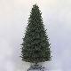 Belmont cedar 9' tree