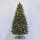 Belmont Cedar 7' Ltd Tree