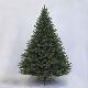 Sherwood Green Spruce 6' Tree