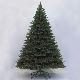 Sherwood Green Spruce 8' Tree