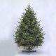 Carolina Frasier Fir 5' Tree