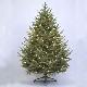 Carolina Frasier Fir 5' Ltd Tree