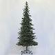 Rocky Mt Pine 9.5' Tree