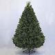 Chester Pine 6' Tree