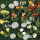 Abutilon