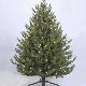 Pacific Pine