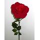 Flower Spray, NU715