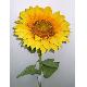 Flower Spray, NU5295-P
