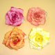 Flower Head