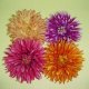 Flower Head