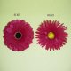 Flower Head