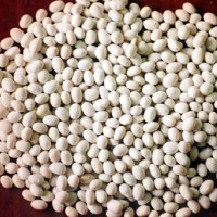 Japan White Kidney Beans