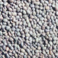 Gray Kidney Beans