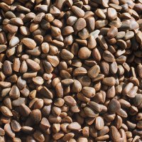 Pine Nut