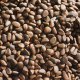 Pine Nut