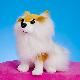 DOG, JW-1176