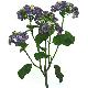 Stem Flowers, 1342TTCG
