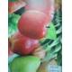 PRINTING FILM, RFM-055C