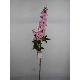 DELPHINIUM