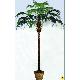 126 inches Jumbo Plam x 22 w/Real Trunk, 101HVT98F
