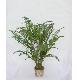 33 inches RIVER FERN BUSH X 30, 212FV03F