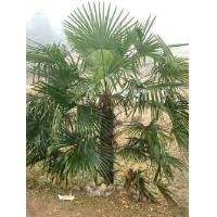 Trachycarpus Fortunei