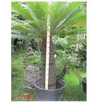 Cycas Revoluta