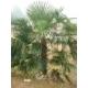 Sell Trachycarpus Fortunei