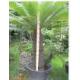 Cycas Revoluta
