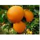 Navel Orange