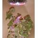 Led Plant Growing Lighting, LEDPAR38