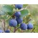 Bilberry Extract For Healthcare.(msn:arene06@live.cn Ms Deng)