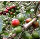 Green Coffee Bean Extract-chlorogenic Acid For Health,(msn:arene06@live.cn Ms Deng), OHI-000247 