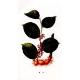 Giant Knotweed Extract Resveratrol