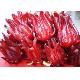 Hibiscus Extract Powder, 1103