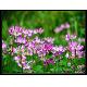 Chinese Milk Vetch Seeds, 002