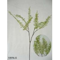 22 inches Duchess fern