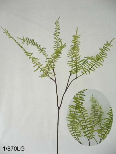 22 inches Duchess fern