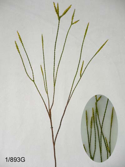 21 inches Yellow tail grass. (coating stem)