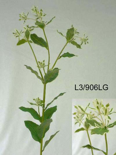 33 inches NEW LARGE EUPHORBIA PLANT SPRAY X 3