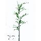 Sell 44 inches SOLEIROLIA SPRAY