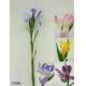 Sell 27 inches Single large iris spray.