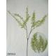 Sell 22 inches Duchess fern