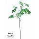 37 inches LARGE SCHEFFERA SPRAY