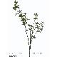 61 inches FICUS LVS BRANCH W/37 LVS