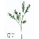 37 inches MINI ROSE LVS X 4 BRANCH